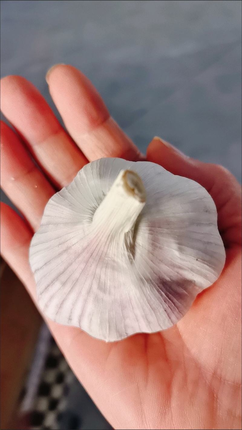 新鲜干大蒜，！包邮到家，精选大蒜，质量保证！快速发货！