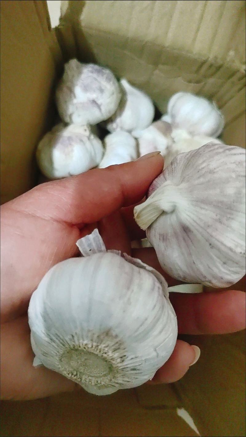 新鲜干大蒜，！包邮到家，精选大蒜，质量保证！快速发货！