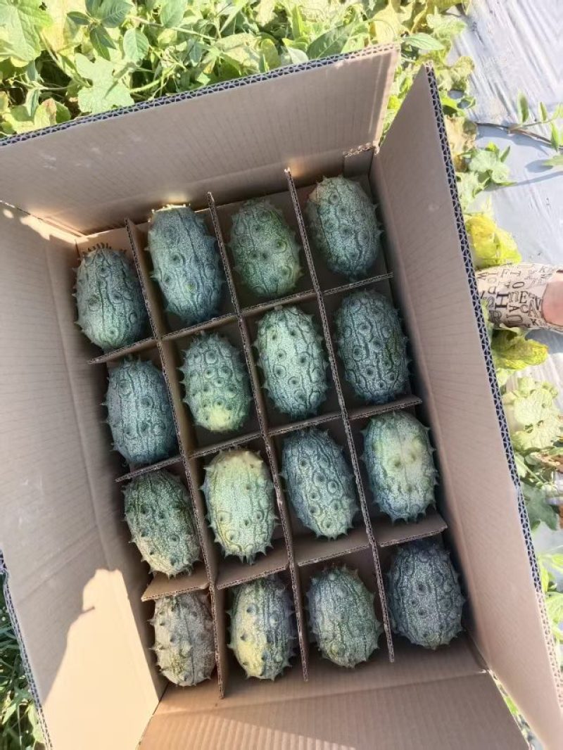 大量供应火参果刺角瓜基地直发