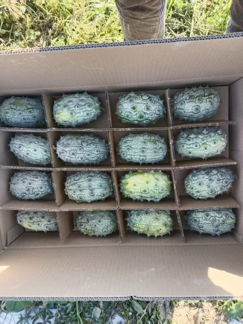 大量供应火参果刺角瓜基地直发