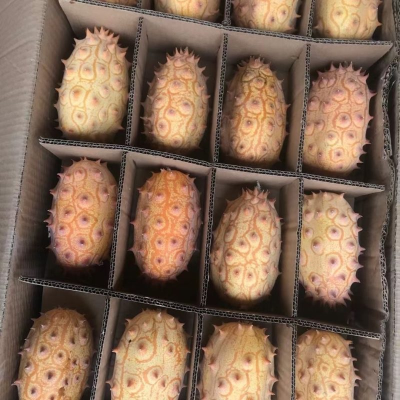 大量供应火参果刺角瓜基地直发