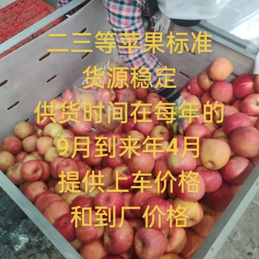 辽宁沙地苹果寒富苹果产地货源保证质量代发代购