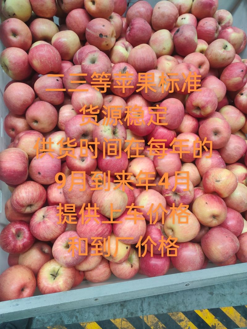 辽宁沙地苹果寒富苹果产地货源保证质量代发代购