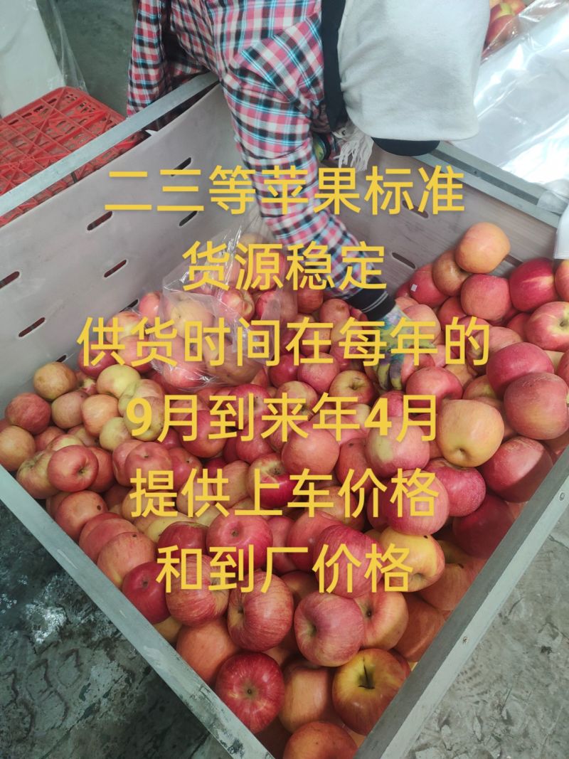 辽宁沙地苹果寒富苹果产地货源保证质量代发代购