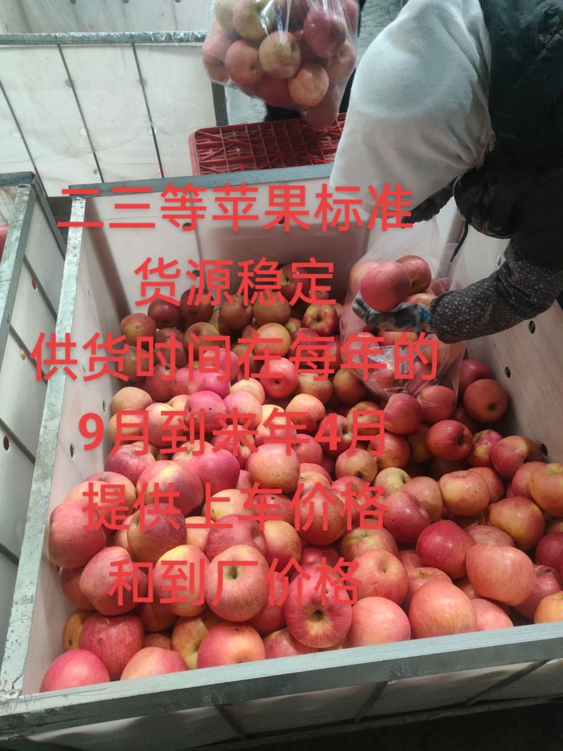 辽宁沙地苹果寒富苹果产地货源保证质量代发代购