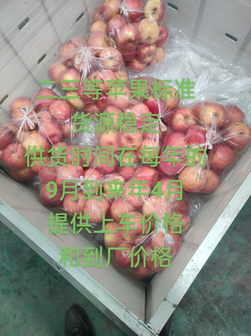 辽宁沙地苹果寒富苹果产地货源保证质量代发代购