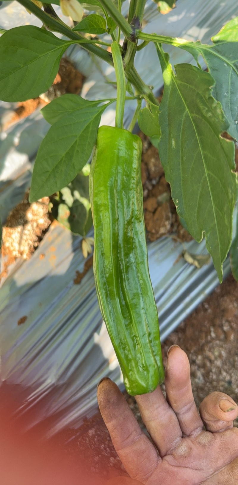 苏泡17号薄皮泡椒种子大果皮薄质脆高产春秋大田基地播种