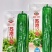 苏泡17号薄皮泡椒种子大果皮薄质脆高产春秋大田基地播种
