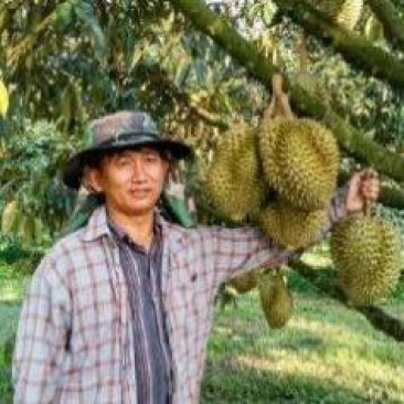 金枕榴莲一手批发价格，A果保5房，坏果包赔