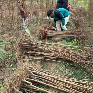 特晚熟甜脆李