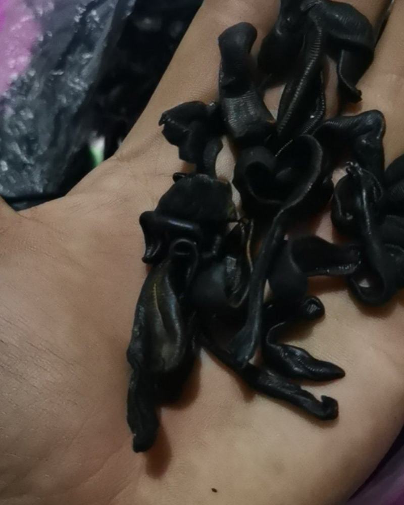 纯野生水蛭干一共就六两多