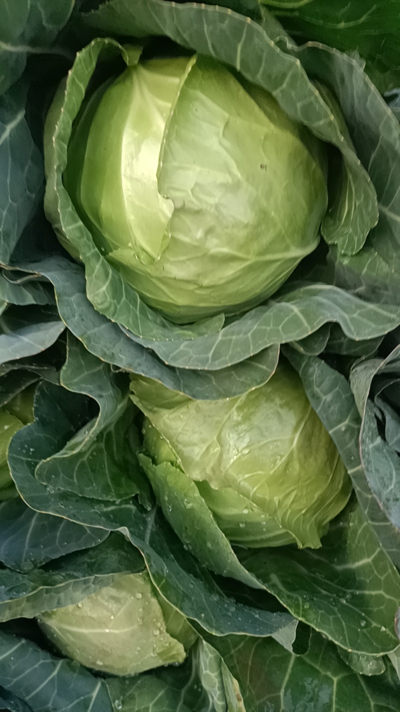 云南玉溪甘蓝菜铁头圆包菜