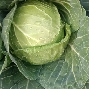 云南玉溪甘蓝菜铁头圆包菜