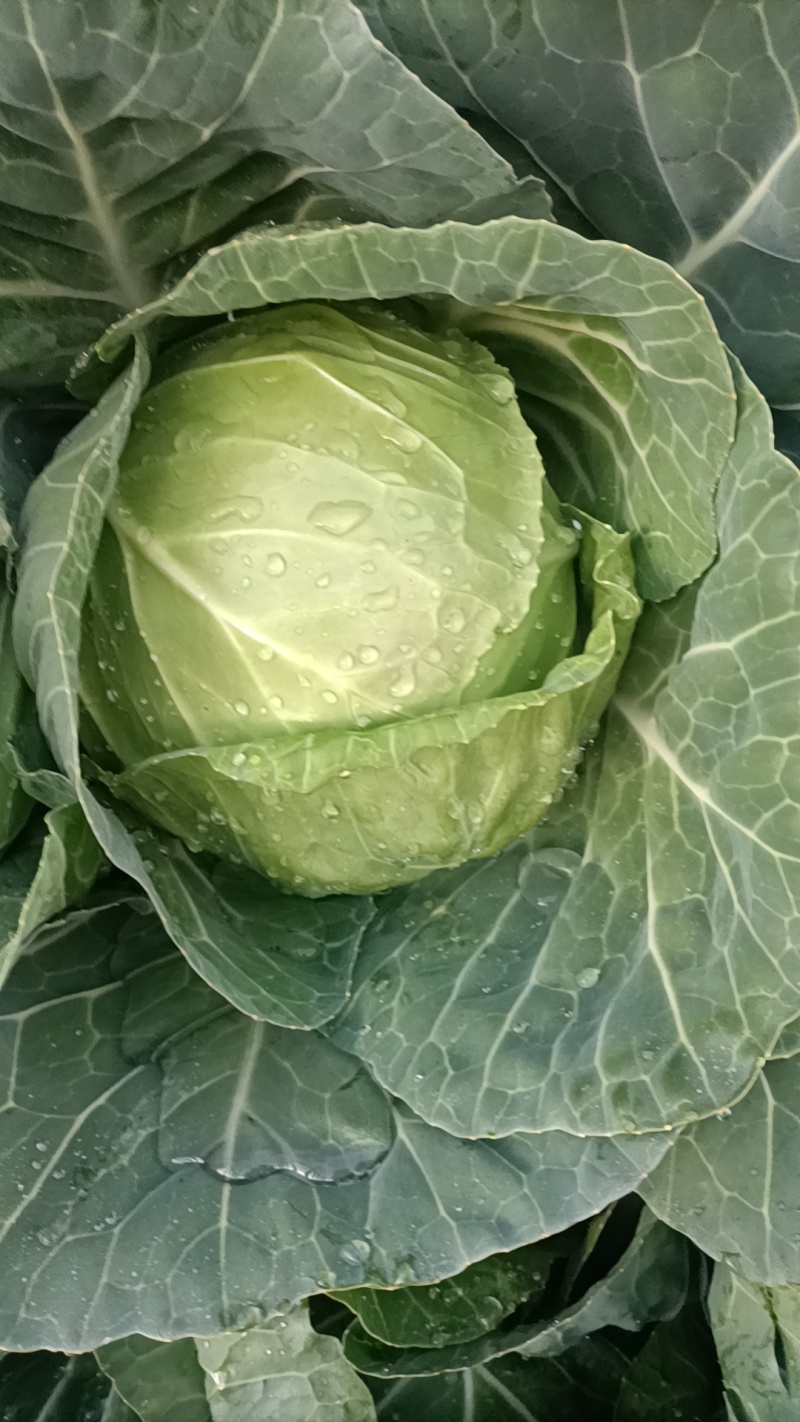 云南玉溪甘蓝菜铁头圆包菜