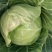 云南玉溪甘蓝菜铁头圆包菜