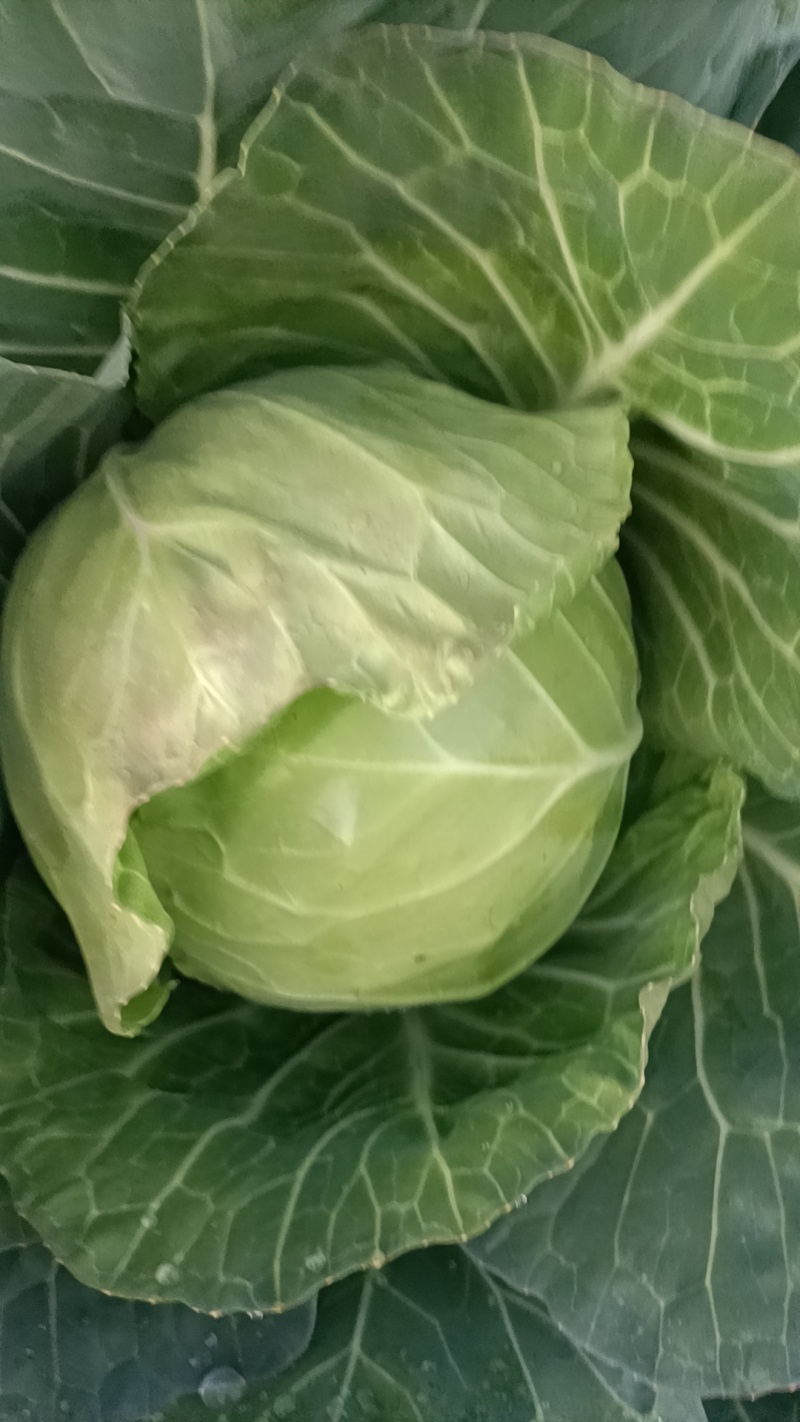 云南玉溪甘蓝菜铁头圆包菜