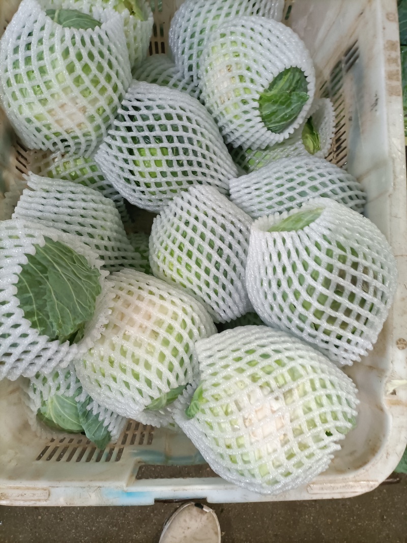 云南玉溪甘蓝菜铁头圆包菜