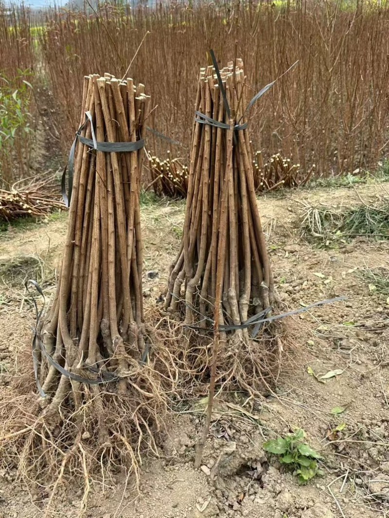 特晚熟甜脆李