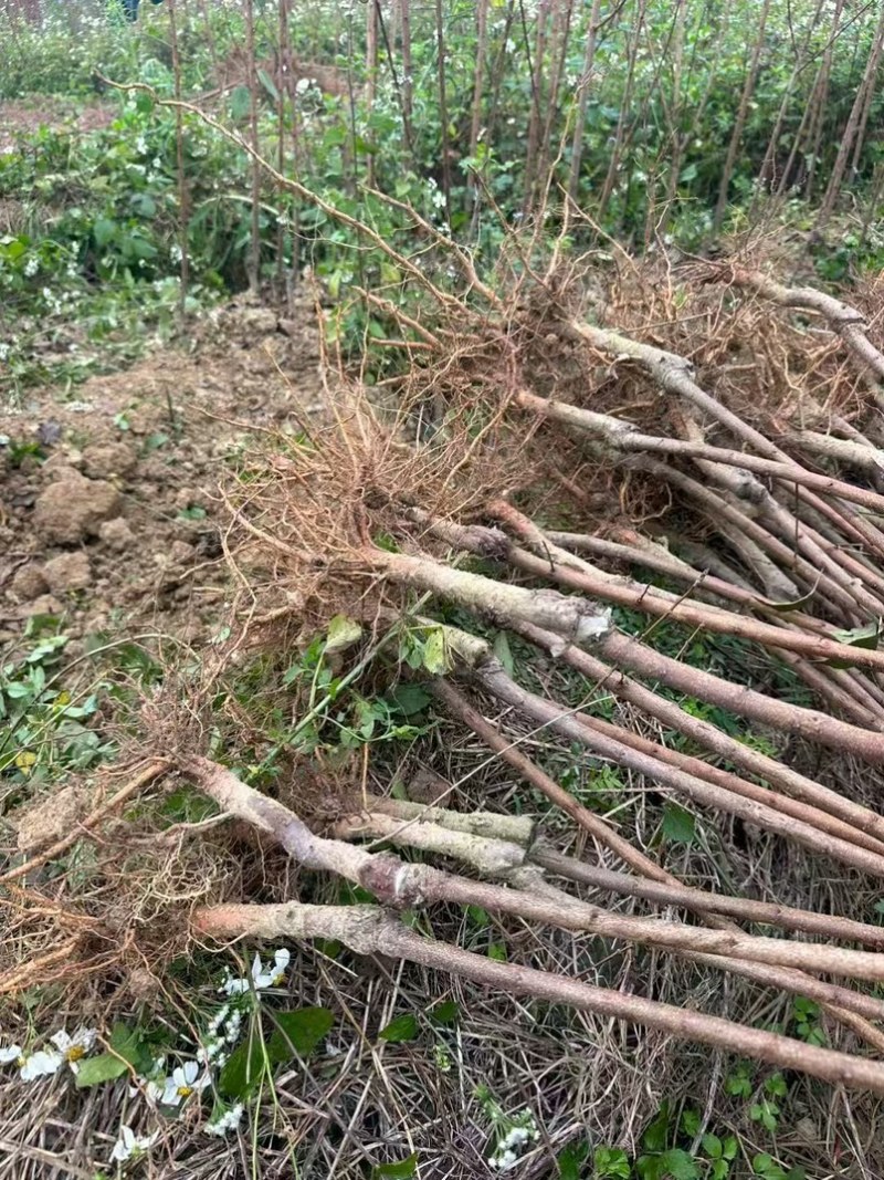 特晚熟甜脆李