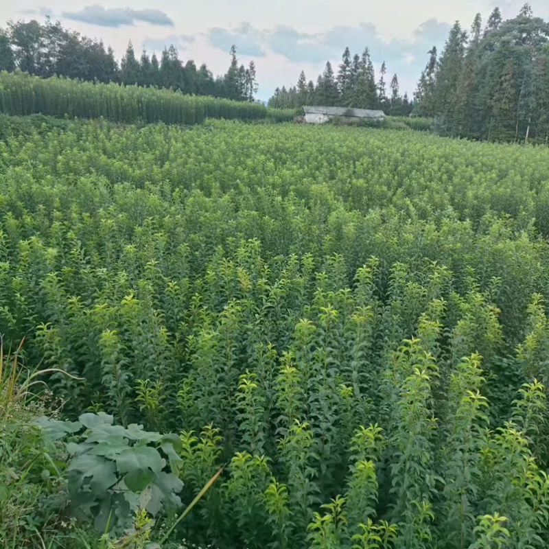 特晚熟甜脆李
