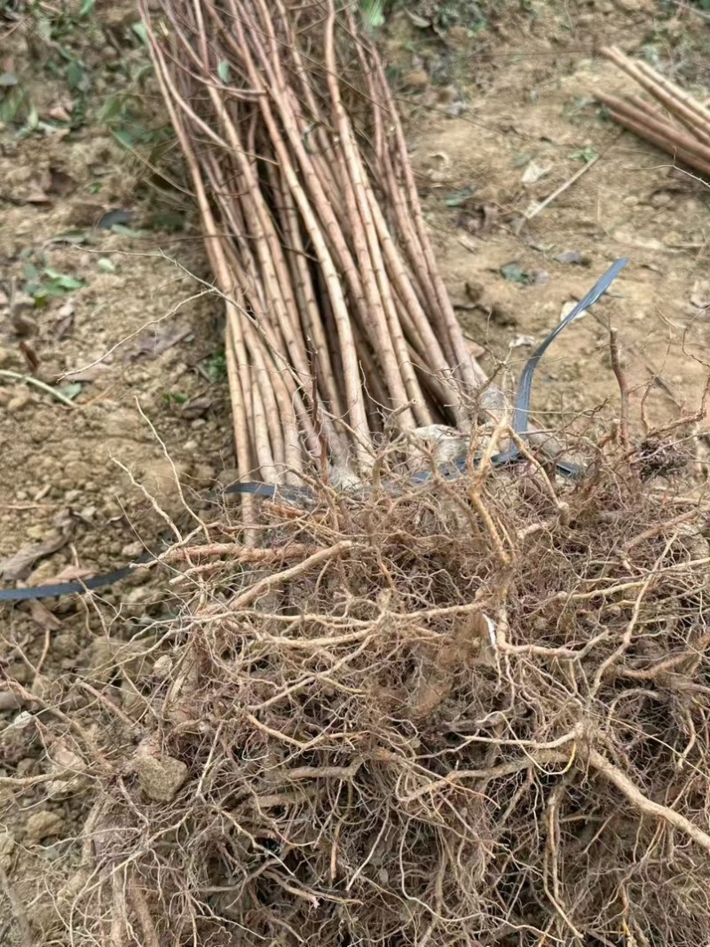 特晚熟甜脆李