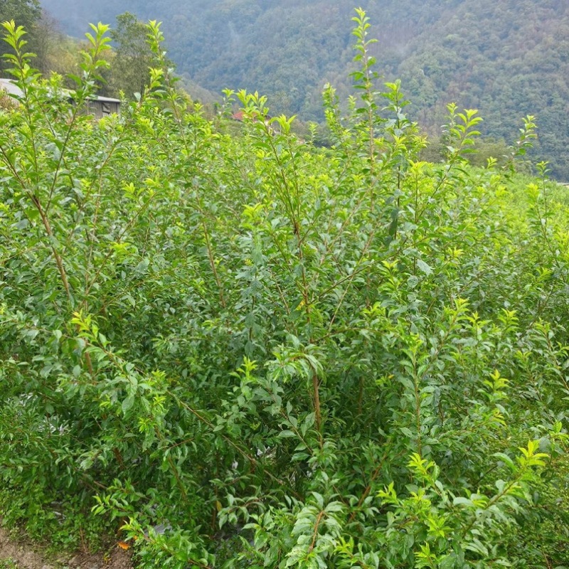 特晚熟甜脆李