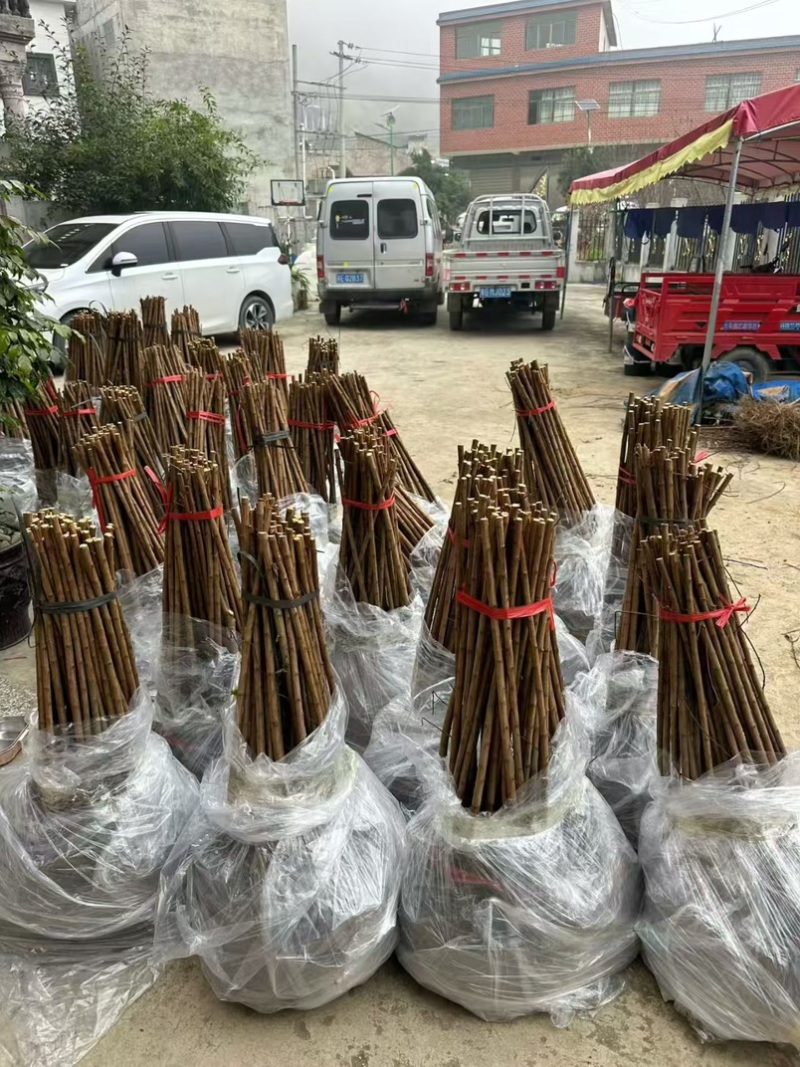 特晚熟甜脆李