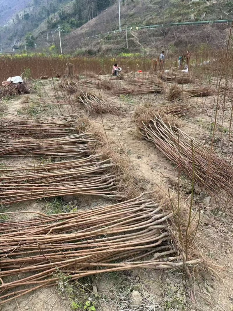 特晚熟甜脆李