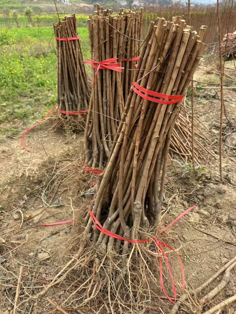 特晚熟甜脆李