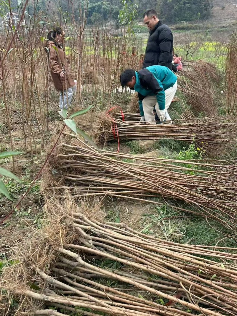 特晚熟甜脆李