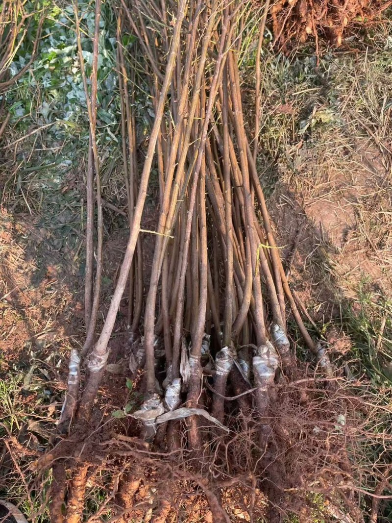 特晚熟甜脆李
