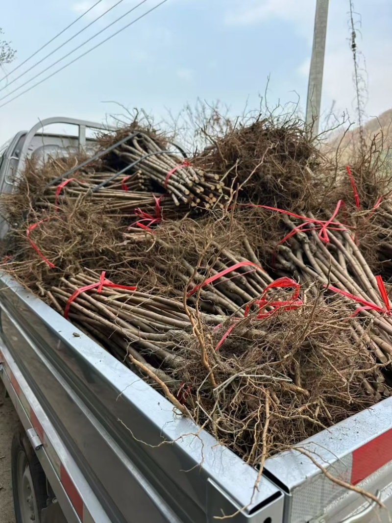 特晚熟甜脆李