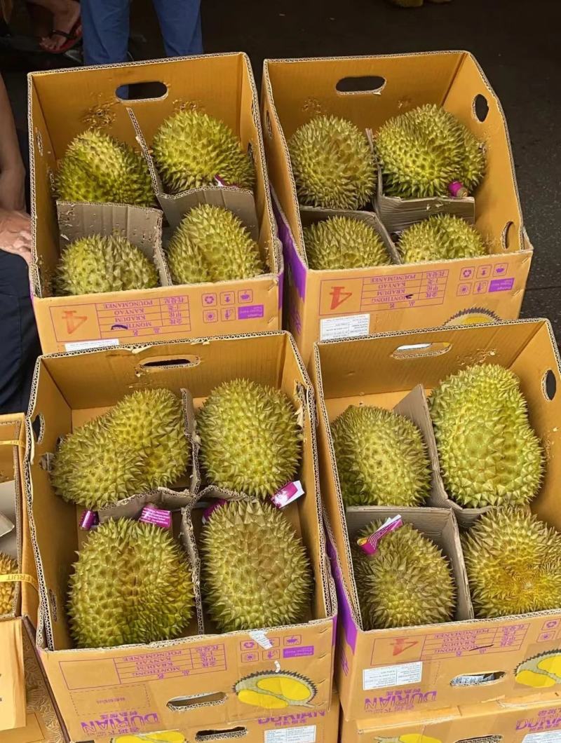 金枕榴莲一手批发价格，A果保5房，坏果包赔