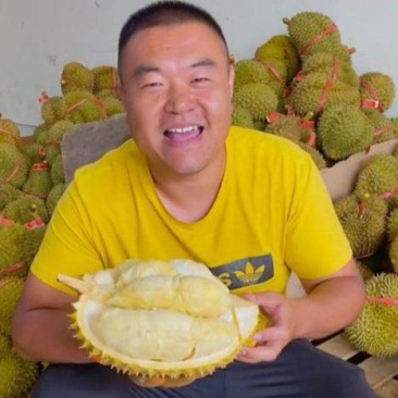 金枕榴莲一手批发价格，A果保5房，坏果包赔