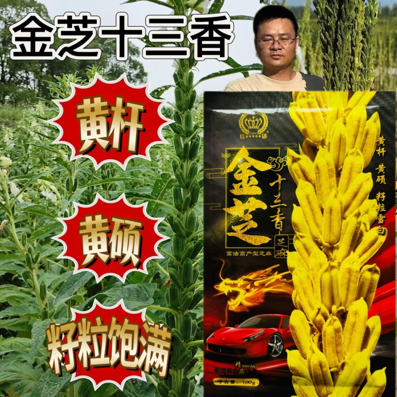 正宗高产白芝麻种子籽种春季榨油芝麻籽种子芝麻菜种子正品