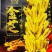 正宗高产白芝麻种子籽种春季榨油芝麻籽种子芝麻菜种子正品