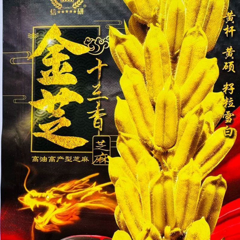 正宗高产白芝麻种子籽种春季榨油芝麻籽种子芝麻菜种子正品