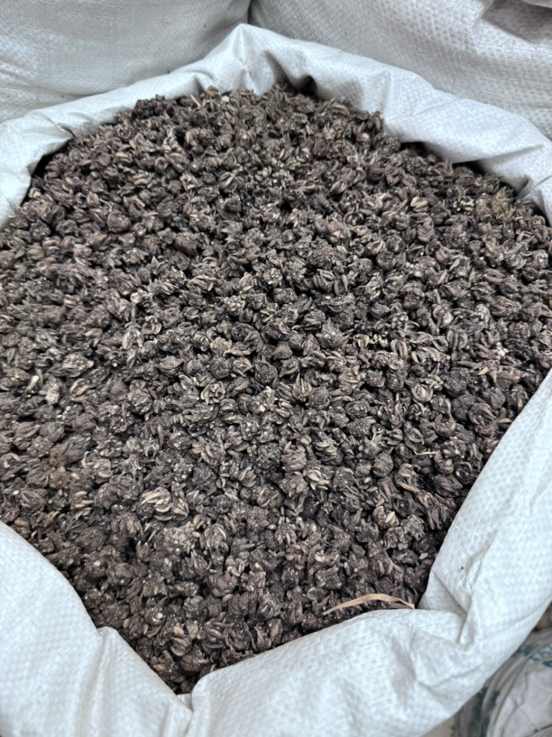 手选尖爪猫爪草