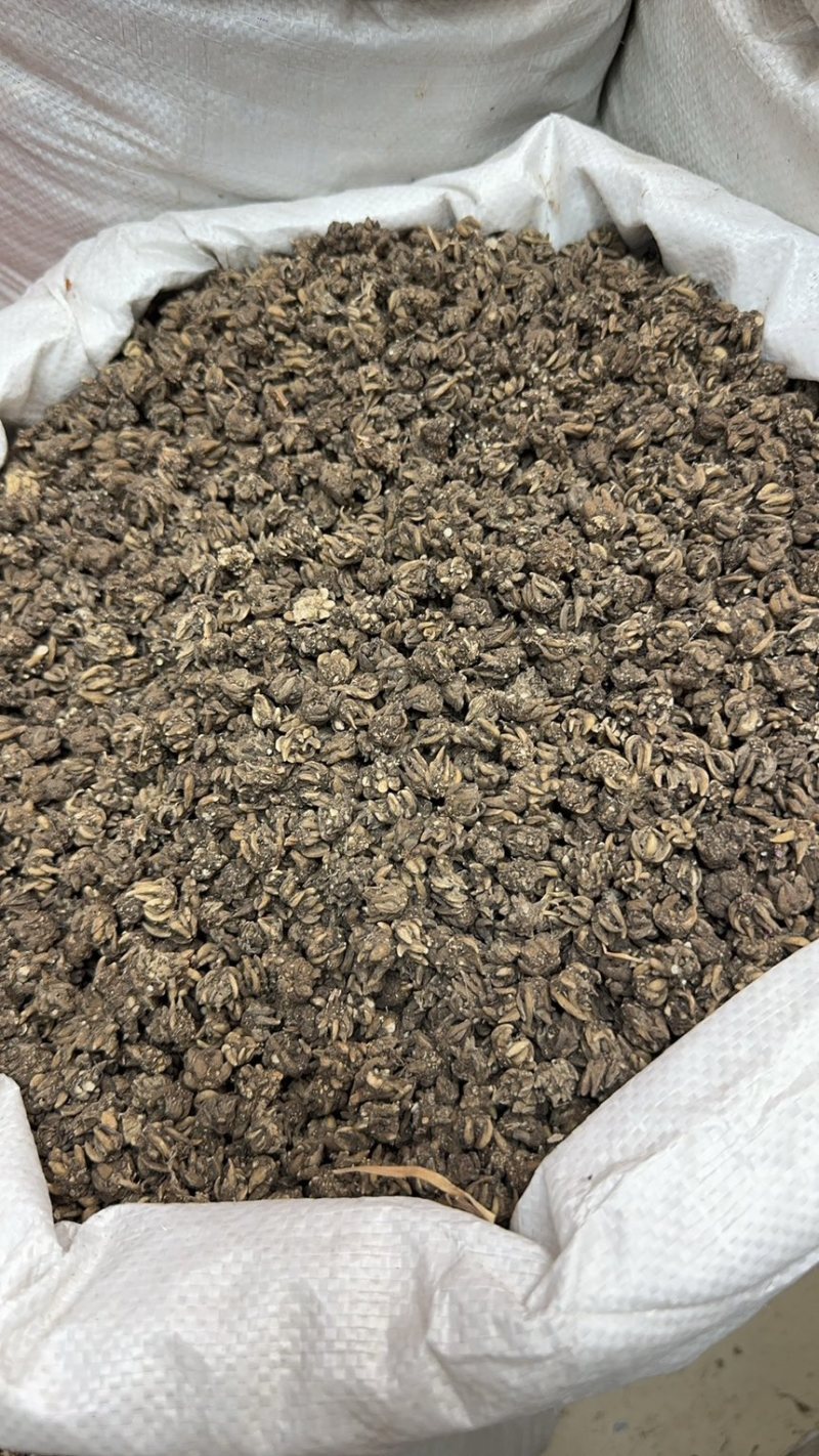 手选尖爪猫爪草