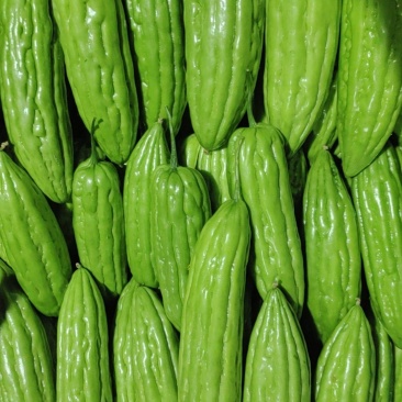 油苦瓜