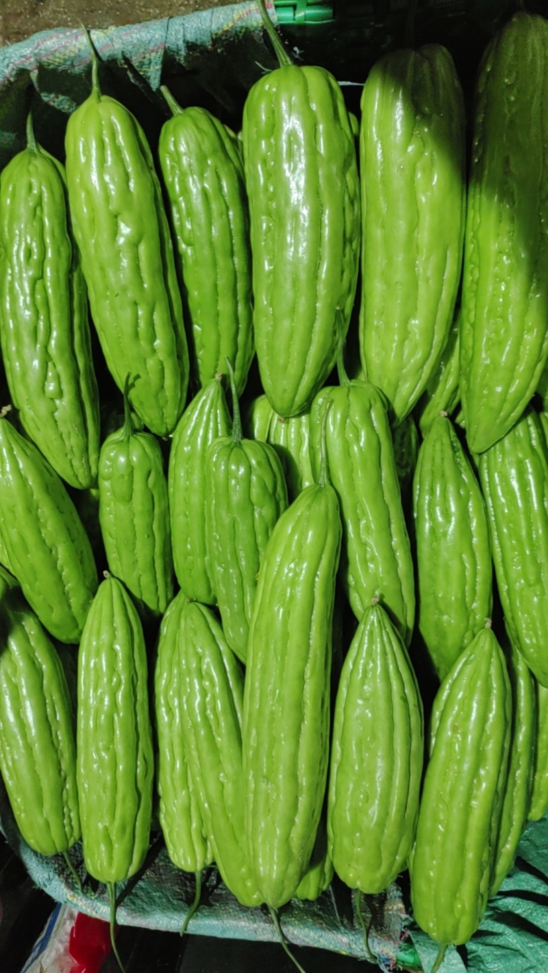 油苦瓜