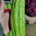 油苦瓜