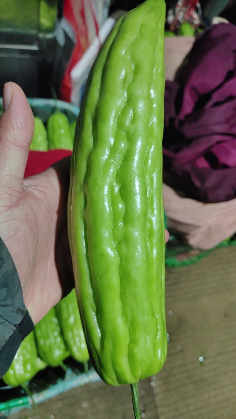 油苦瓜