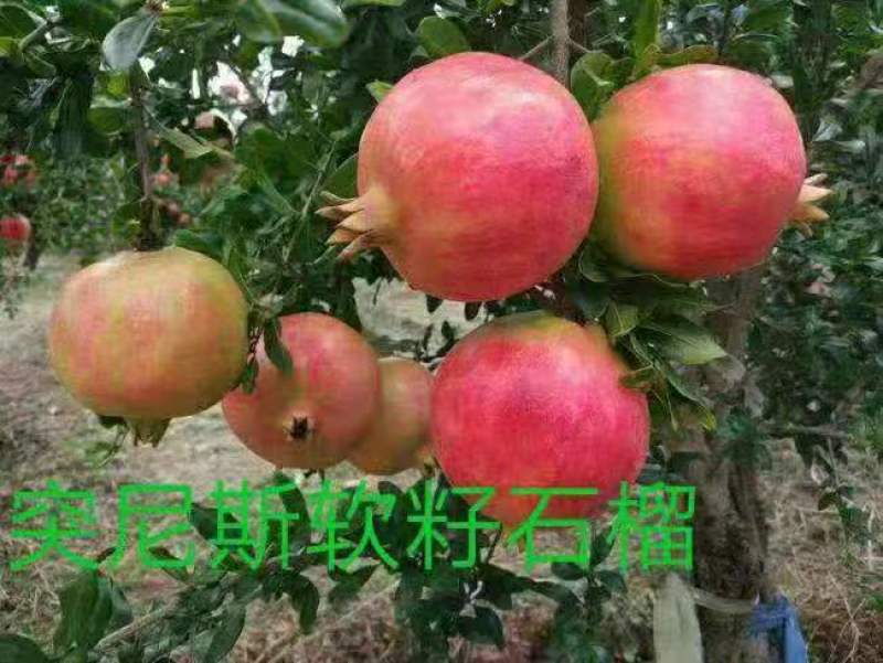 山东、突尼斯软籽石榴苗、蒙阳红、大红袍、花石榴