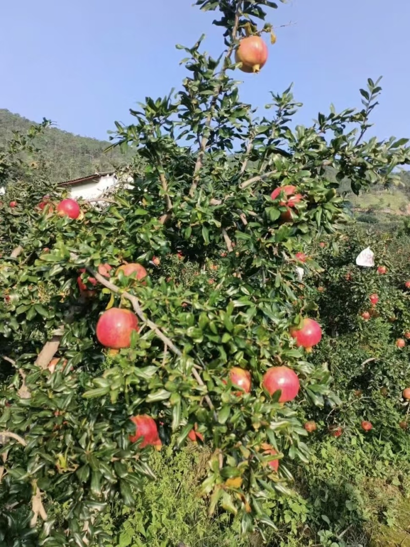 山东、突尼斯软籽石榴苗、蒙阳红、大红袍、花石榴