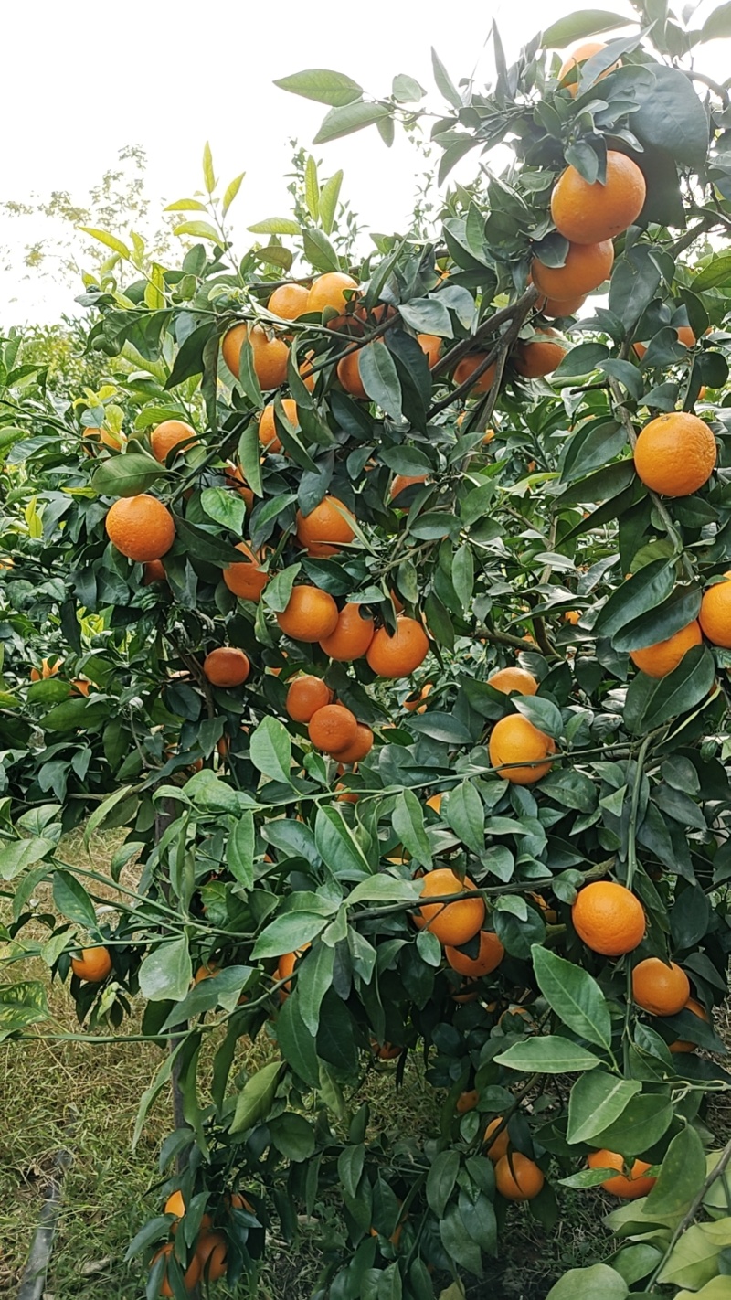 精品沃柑