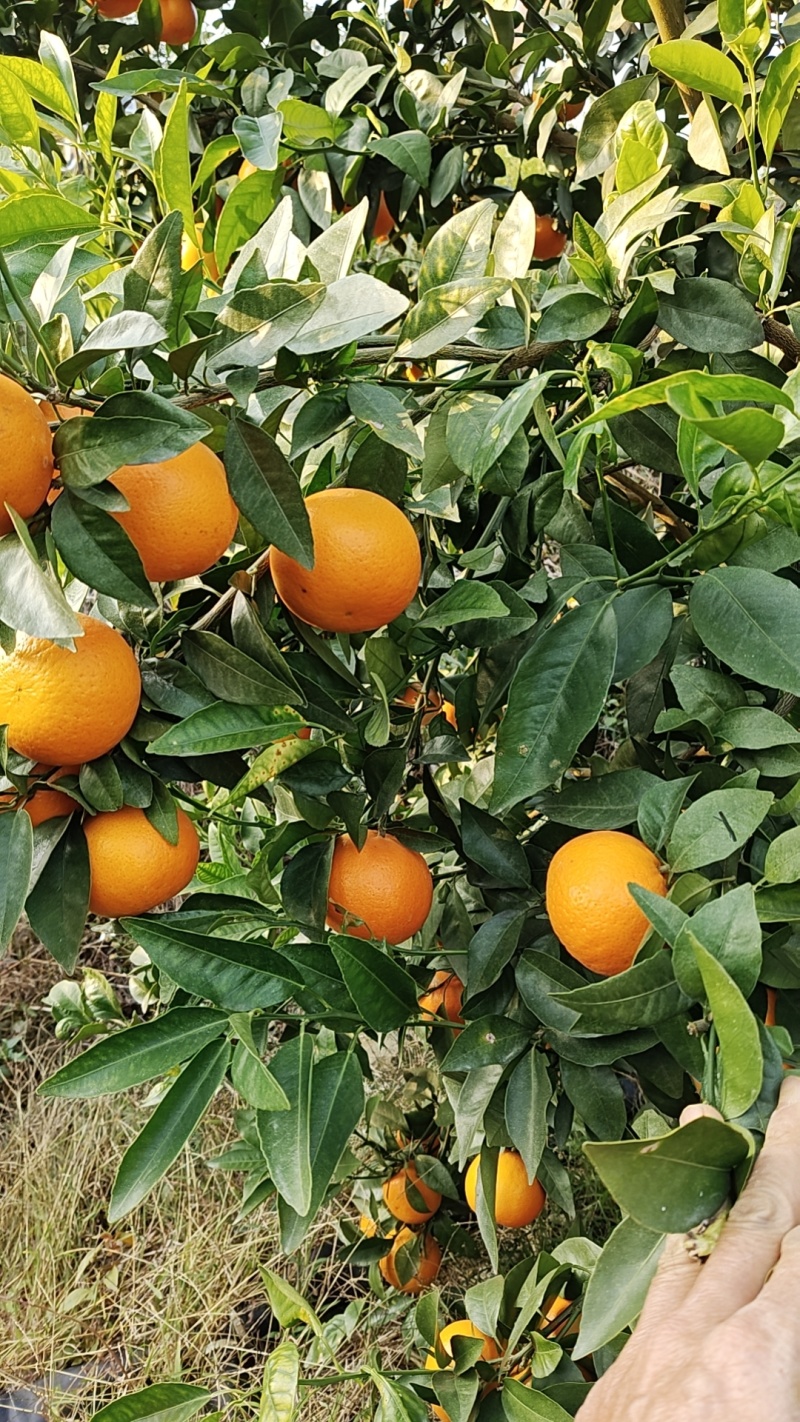 精品沃柑