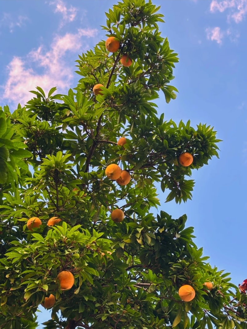 爱吃蛋黄果的来#香甜可口多汁现摘现发