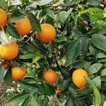 精品沃柑
