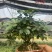 鸭脚木八方来财老桩盆栽基地直销